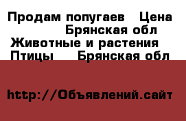 Продам попугаев › Цена ­ 1 500 - Брянская обл. Животные и растения » Птицы   . Брянская обл.